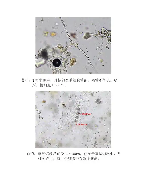 常见镜下图谱