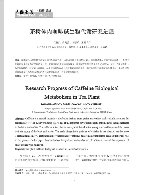 茶树体内咖啡碱生物代谢研究进展
