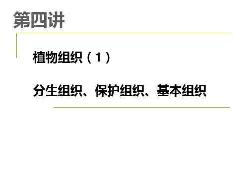 第五讲植物组织1ppt课件
