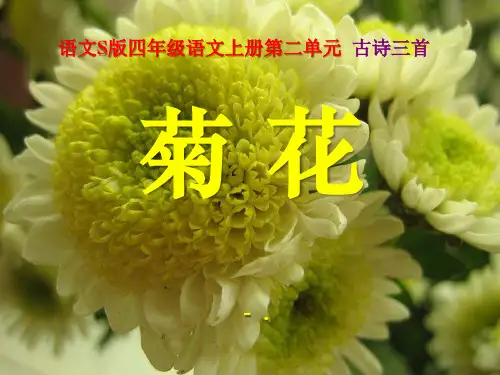 《菊花》PPT课件