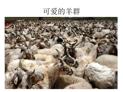 三年级下册音乐课件-剪羊毛 (1)_湘教版(秋)