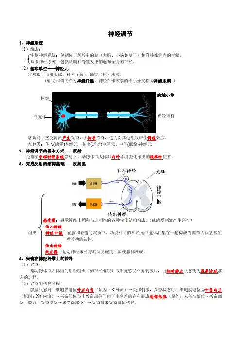 神经-体液-免疫调节-知识点总结