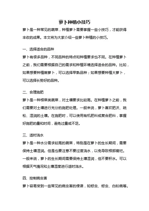 萝卜种植小技巧