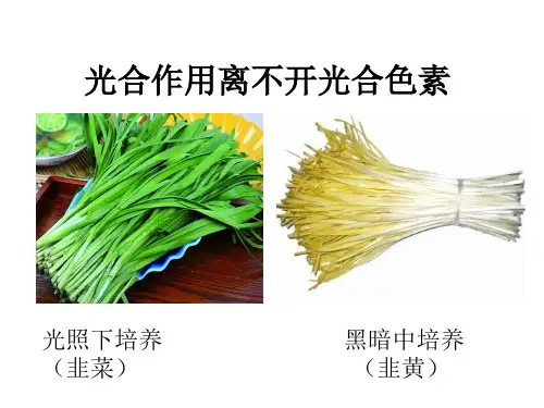 实验：光合色素的提取和分离