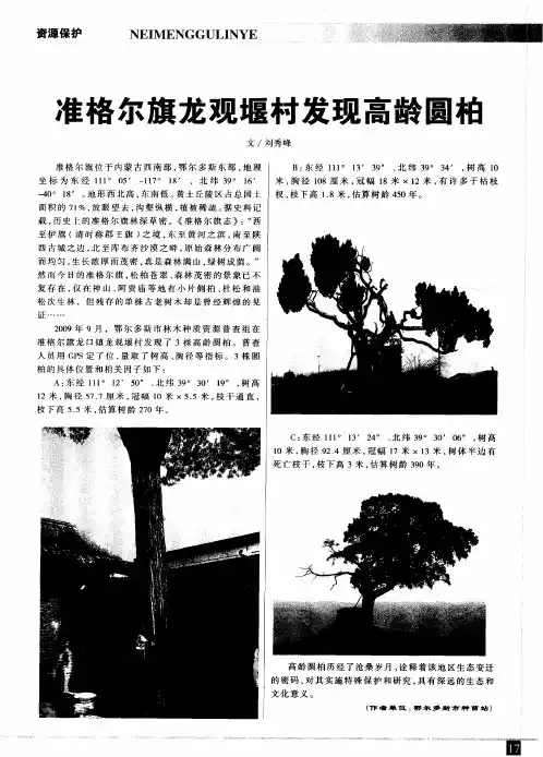 准格尔旗龙观堰村发现高龄圆柏