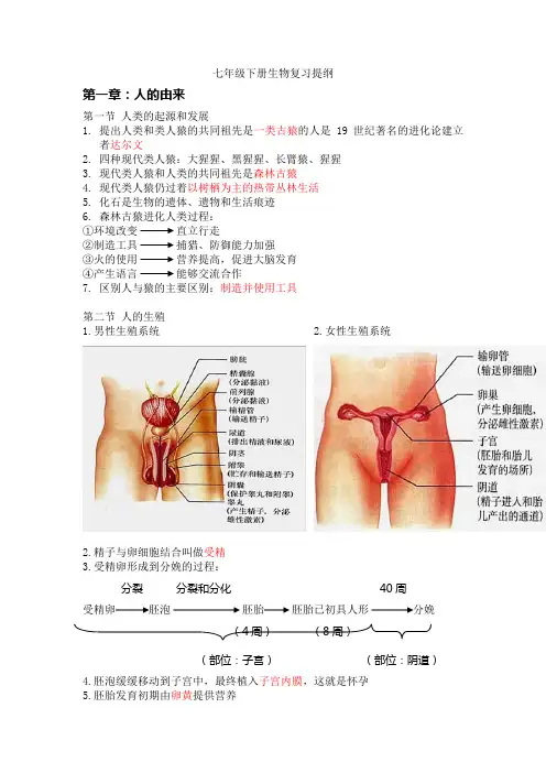 七年级下册生物复习提纲