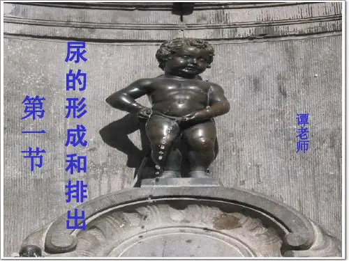 尿的形成和排出PPT课件22 人教版