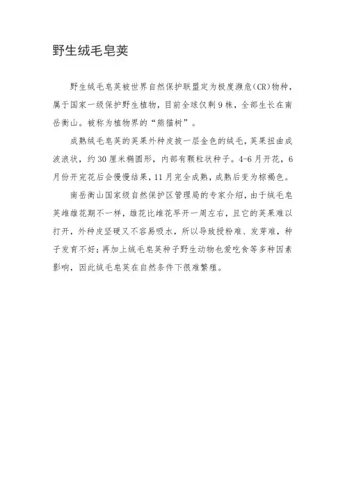 野生绒毛皂荚