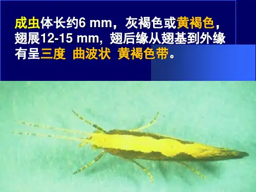 小菜蛾及其综合防治课堂PPT