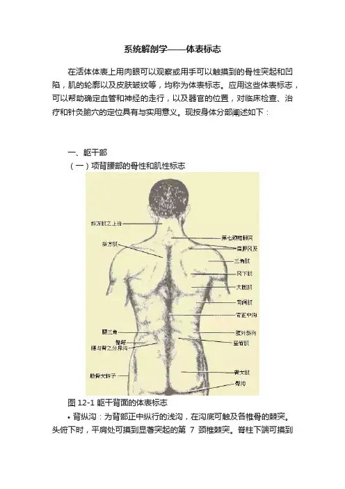 系统解剖学——体表标志