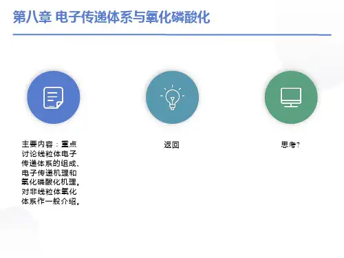 电子传递体系与氧化磷酸化