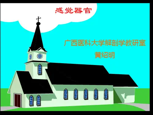 人体解剖学之感觉器官