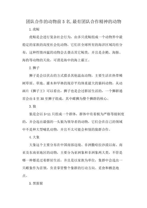 团队中的五种动物