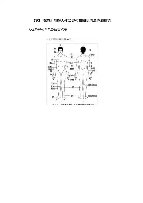 【实用收藏】图解人体各部位骨骼肌肉及体表标志