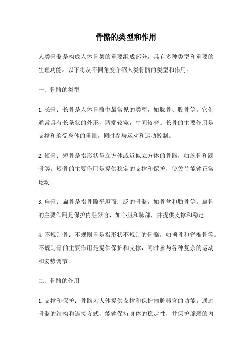 骨骼的类型和作用