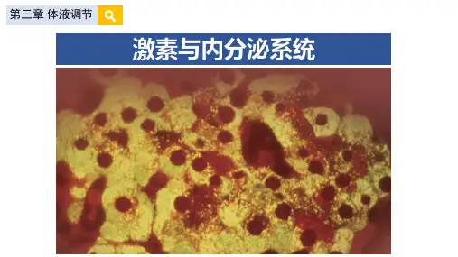 生物人教版(2019)选择性必修1 3.1激素的发现与内分泌系统(共36张ppt)