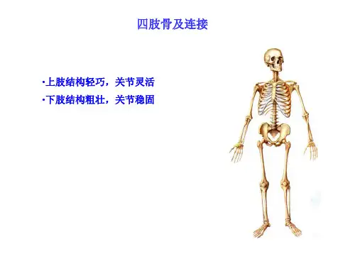四肢骨及连接精品PPT课件