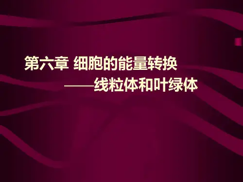线粒体和叶绿体