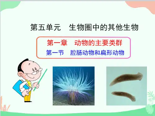 人教版生物八年级上册 5.1.1 腔肠动物和扁形动物课件(共24张PPT)