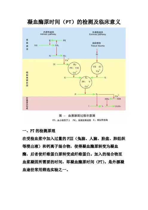 凝血酶原时间(PT)的检测及临床意义