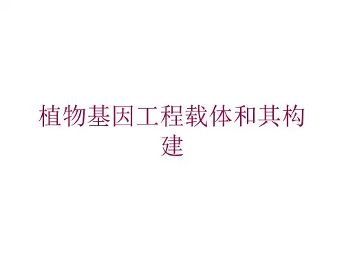 植物基因工程载体和其构建培训课件