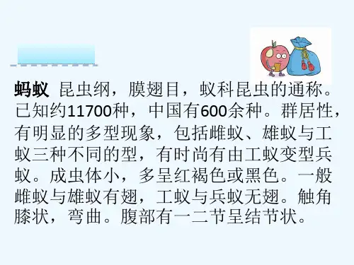 11努力上天的蚂蚁