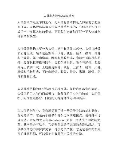 人体解剖骨骼结构模型