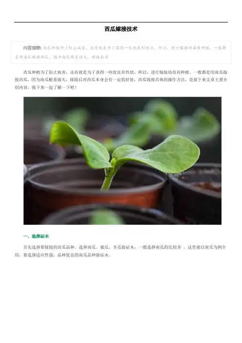 西瓜嫁接技术