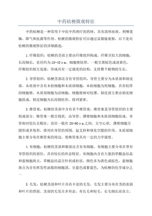 中药桔梗微观特征
