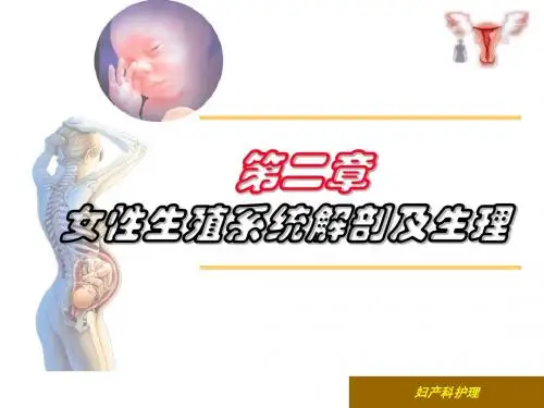 女性生殖系统解剖及生理