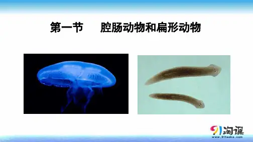 课件4：5.1.1腔肠动物和扁形动物