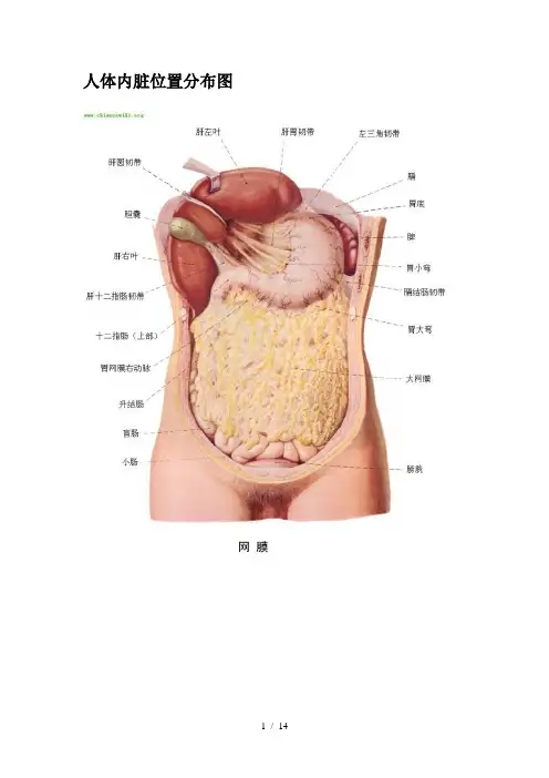 人体内脏器官分布图