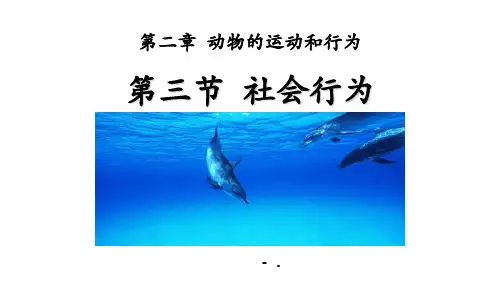 《社会行为》PPT教学课件