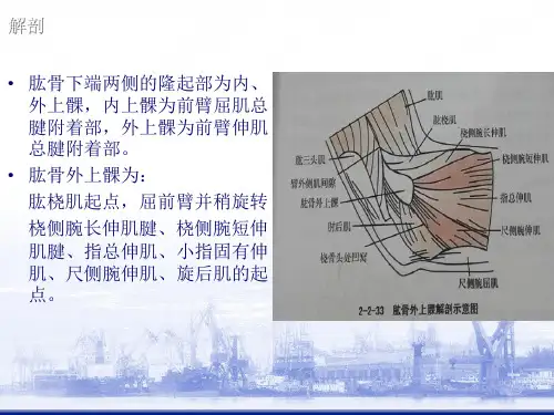 肱骨外上髁炎ppt课件