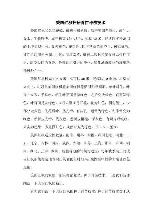 美国红枫扦插育苗种植技术