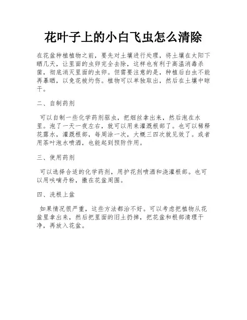 花叶子上的小白飞虫怎么清除