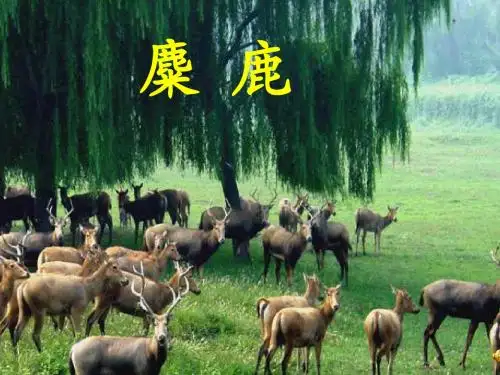 苏教版六上麋鹿课件