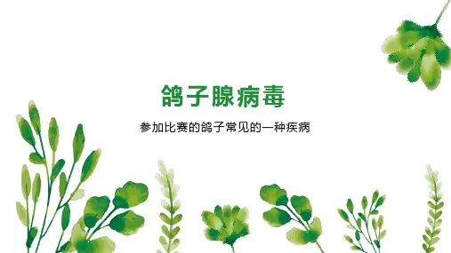 鸽子腺病毒 