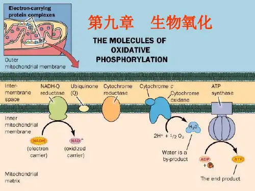 动生--9章 生物氧化wyq幻灯片