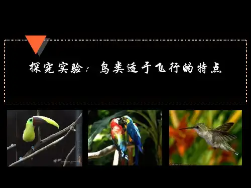 初中生物  探究实验：鸟类适于飞行的特点 人教版精品课件