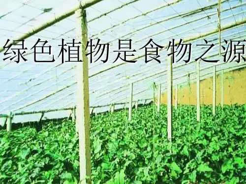 七上《绿色植物是食物之源》ppt