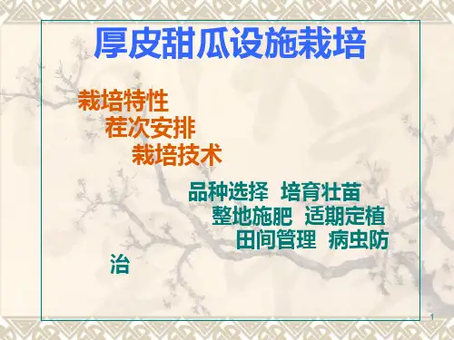甜瓜栽培PPT课件