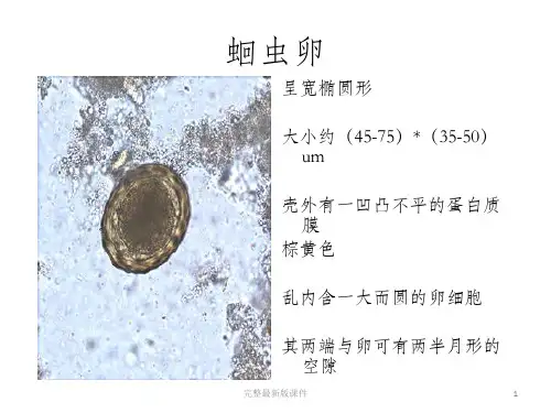 寄生虫学虫卵总结及图片ppt课件