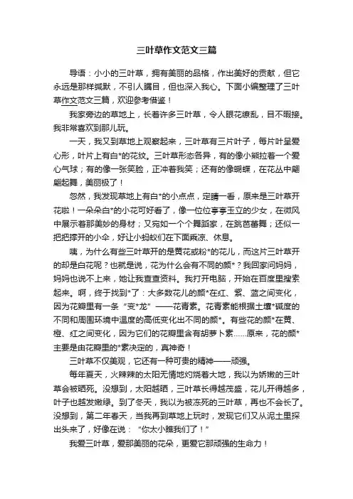 三叶草作文范文三篇