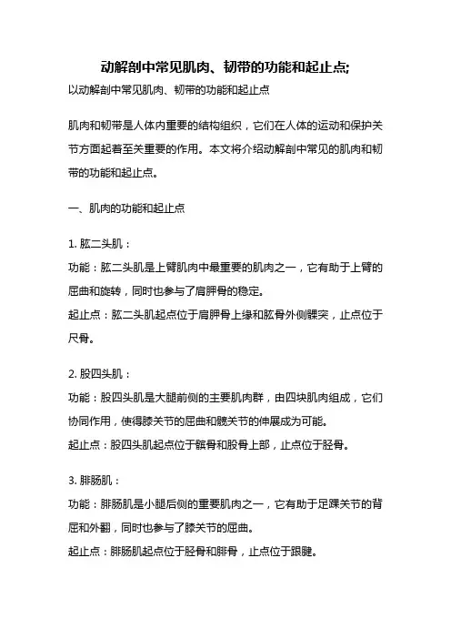 动解剖中常见肌肉、韧带的功能和起止点;