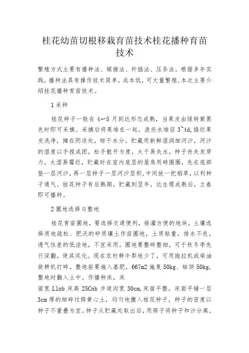 桂花幼苗切根移栽育苗技术桂花播种育苗技术