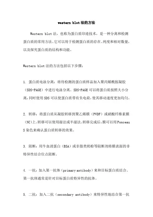western blot法的方法