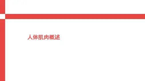 人体肌肉概述ppt课件