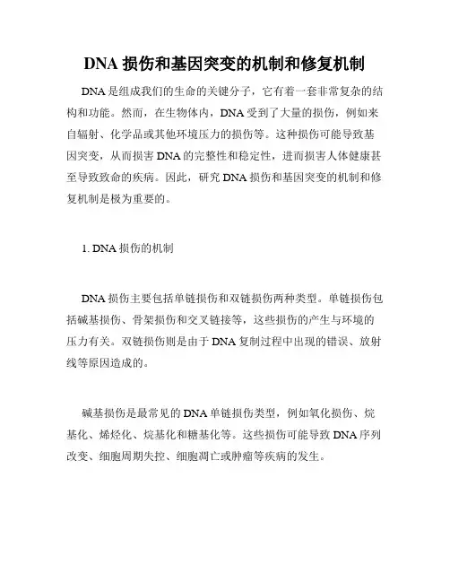DNA损伤和基因突变的机制和修复机制