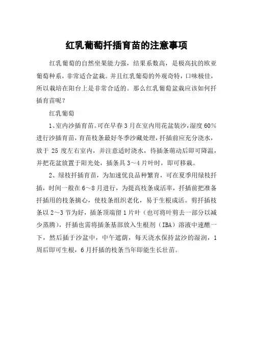 红乳葡萄扦插育苗的注意事项